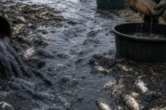 Tysiące martwych ryb w Jeziorze Pilchowickim. Spuszczanie wody odsłoniło osady denne, a resort nie reaguje