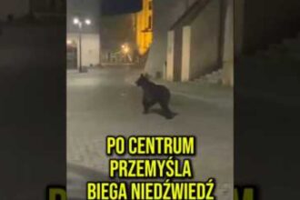 Wideo z kanału Prawicowy Internet